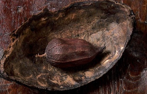 Kaj pravi znanost o kakavu v prahu?